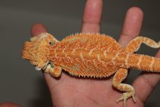 IMG_4772.jpg