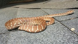 Babby Hypo II.jpg