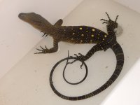Croc Monitor.jpg