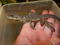 Sailfin Dragons.jpg
