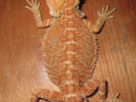 Hypo-pos-het-trans-orangered_200.png