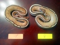 Super Stripe Pair.jpg