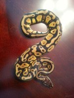 pastel het pied M.jpg