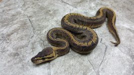 pin ghi resize.jpg