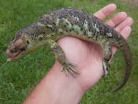 Monkey Tail Skink1.jpg