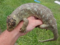 Monkey Tail Skink2.jpg