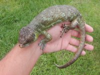 Monkey Tail Skink3.jpg