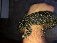 Baby Mangrove monitor pic6.jpg
