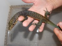 Tri Color Monitor Baby2.jpg