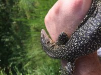 Baby Mangrove monitor pic3.jpg