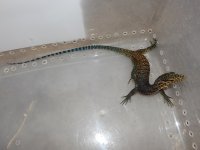 Tri Color Monitor Baby.jpg