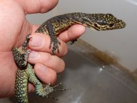 Tri Color Monitor Baby1.jpg