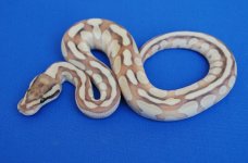 f_enchi_specter_butter.jpg