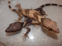Clawed Cave Gecko2.jpg