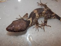 Clawed Cave Gecko.jpg