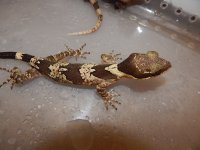Clawed Cave Gecko1.jpg