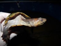 Kinosternum alamosae1.jpg