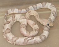 female silver suboc.jpg