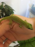 gecko1.jpg