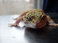 DSC00528.jpg