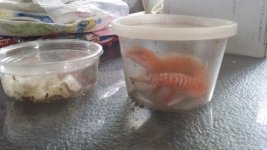 Thatekis n Sunglow x - delivery 2.jpg