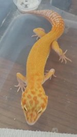 Thatekis -wrong male 1.jpg