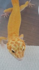 Thatekis - wrong male 2.jpg