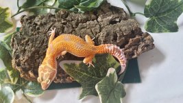 Female - Majesty DOH- Between 4_2014 - 8_2014 Future breeder.jpg