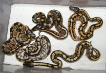 2015 dark harlequin x mojave clutch 5 of 5 babies small.jpg