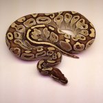 butter female 2014.jpg