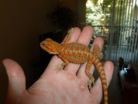 RED hypo trans Female 001.jpg
