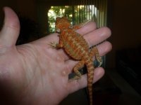 RED hypo trans Female 002.jpg