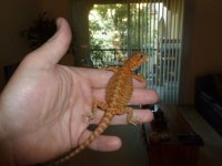 RED hypo trans Female 004.jpg