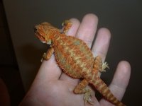 RED hypo trans Female 005.jpg