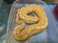 Male Coral Glow.jpg