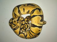 Pastel Enchi Female.jpg