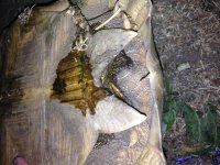 IMG_0670[1].jpg