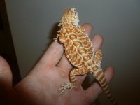 Insane Nipped Tail Female 001.jpg