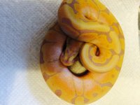 banana woma.jpg