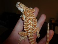 Insane Nipped Tail Female 003.jpg