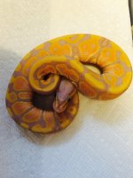 banana.jpg