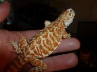 Insane Nipped Tail Female 004.jpg