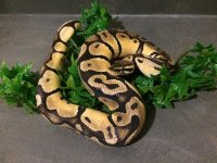 ImageUploadedByTapatalk1438279118.799813.jpg