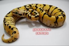 1603866.jpg