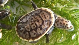 parker-s-snake-necked-turtles-chelodina-parkeri-parker-s-snake-turtles-4.jpg