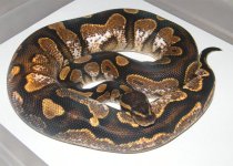 Calicosmall.jpg