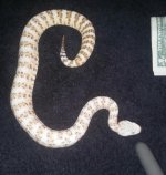 White Phase Speckled 1.jpg