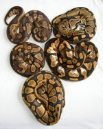 2013 calico osmosis clutch with normal from same calico sire in upper right.jpg