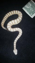 White Phase Speckled.jpg