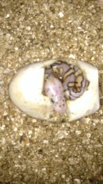 new hatch.jpg